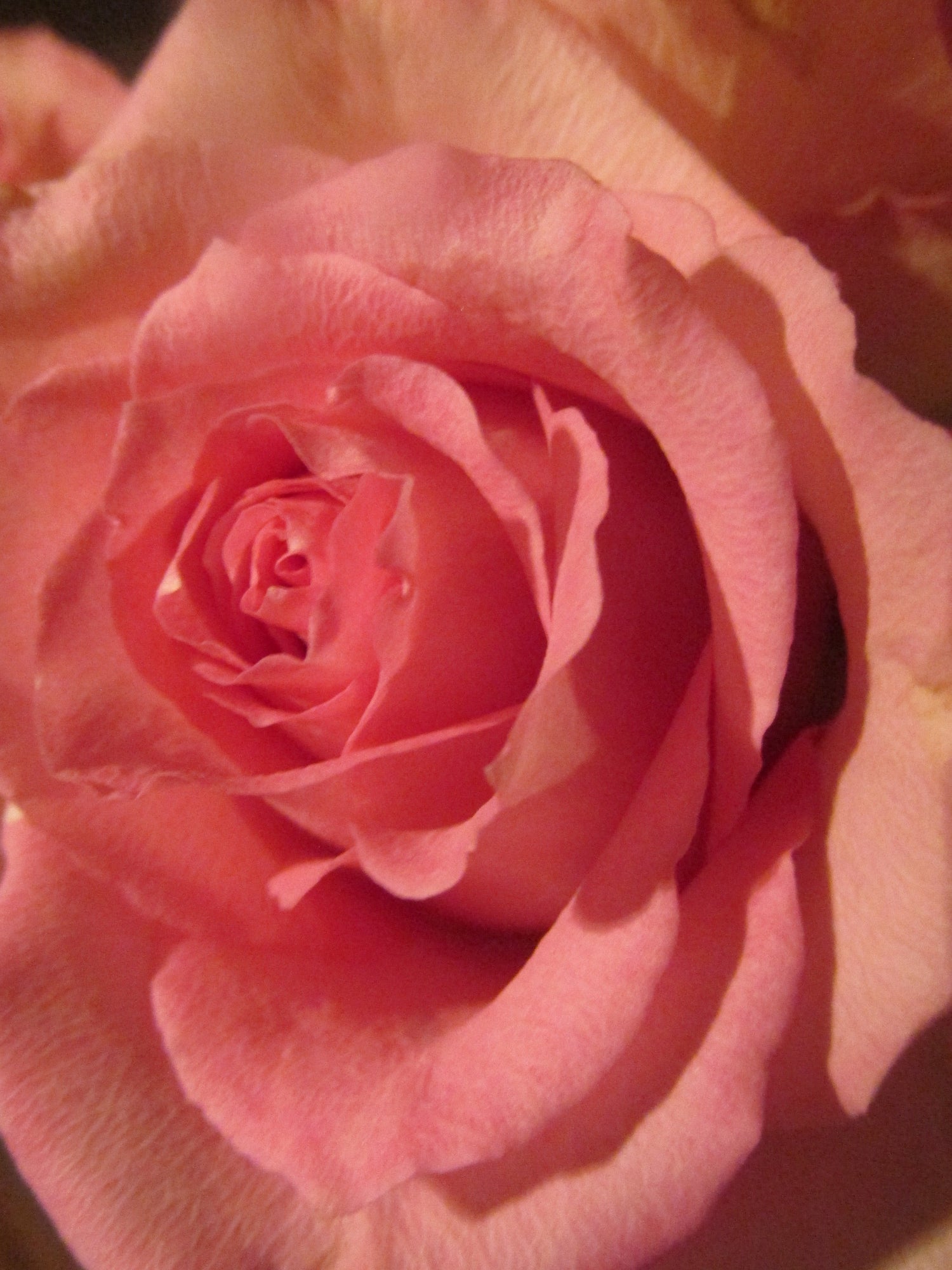Classic Blooms